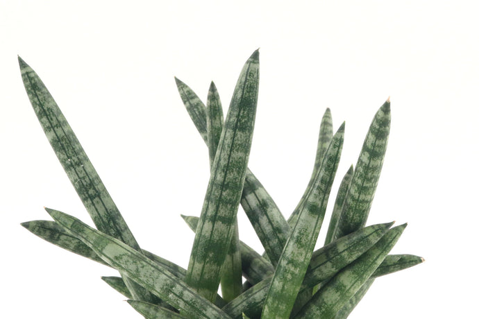 Sansevieria cylindrica Sansiam Shabiki