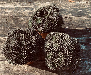 Sinocrassula yuanensis Napoli noire