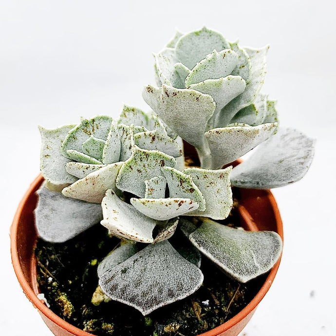 Kalanchoe Rhombopilosa