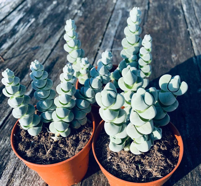 Crassula Deceptor or Arta