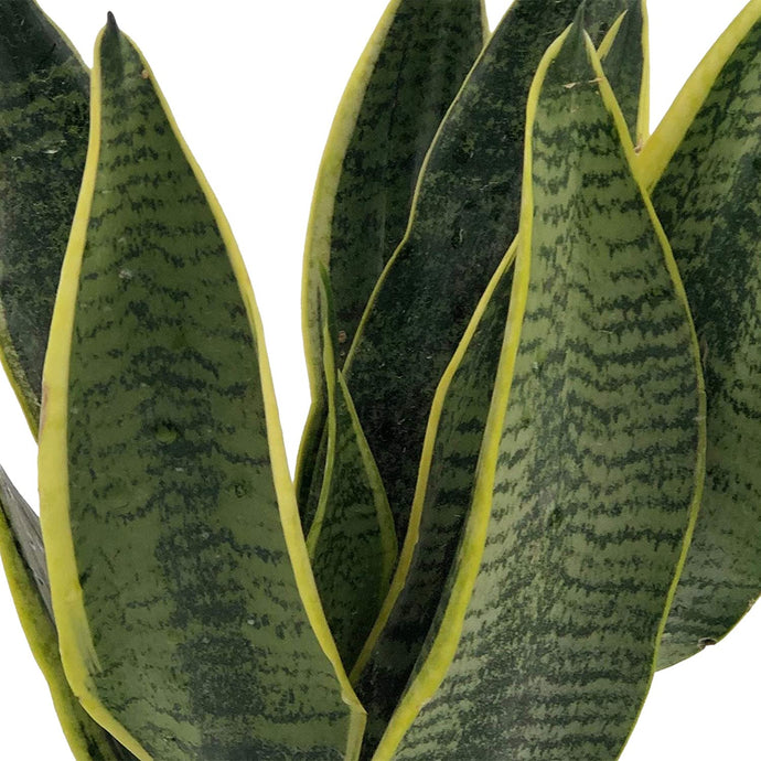 Sansevieria Futura Superba