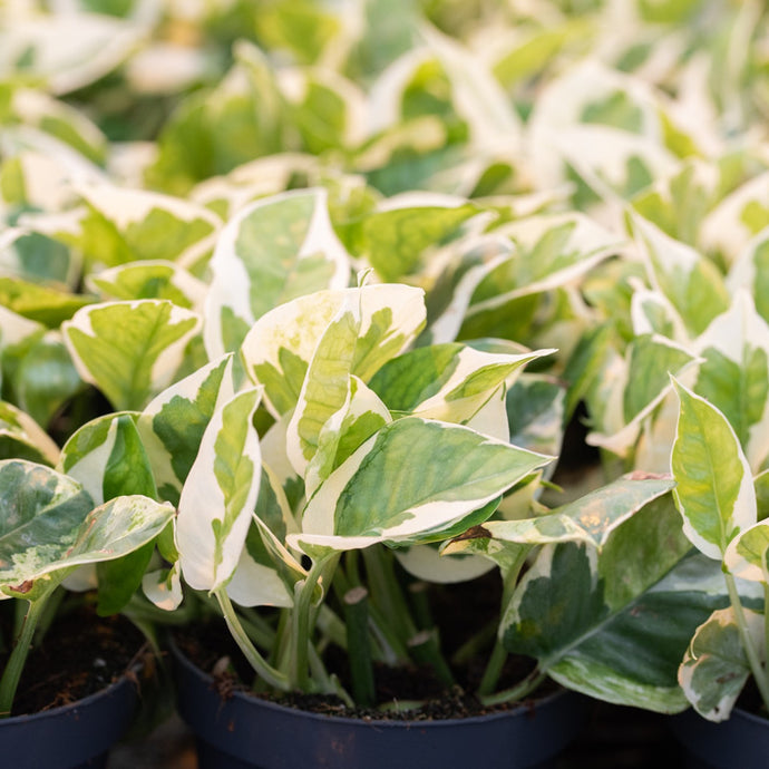 Epipremnum aureum NJoy