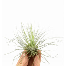 Translation missing: lt.sections.featured_product.gallery_thumbnail_alt