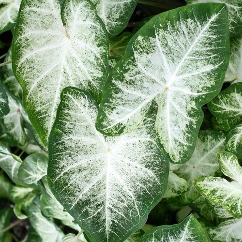 Caladium Aaron