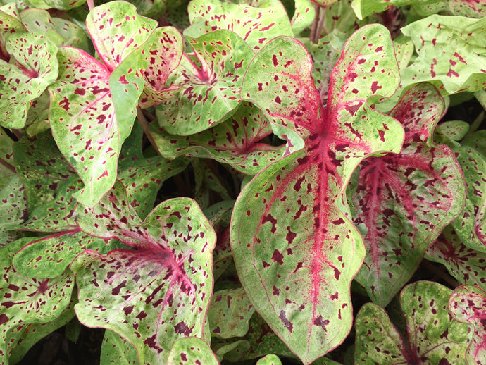 Caladium Miss Muffet