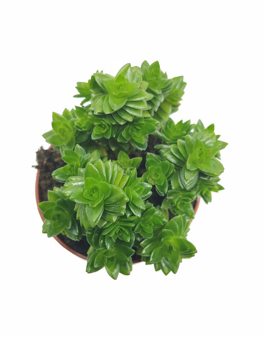 Crassula Estagnol