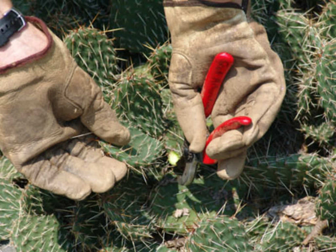 Plant transplanting, care and other work 1 hour.