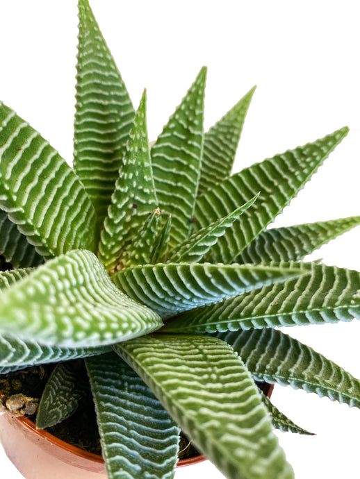 Haworthia Spider White Haworthia