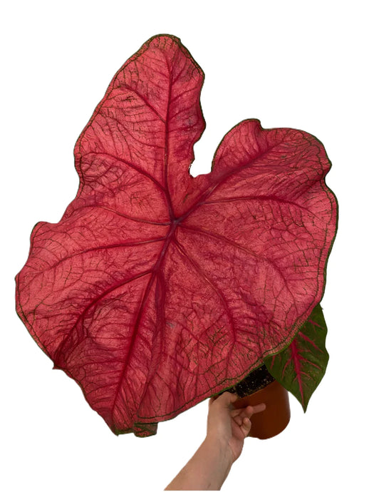 Caladium Brandywine