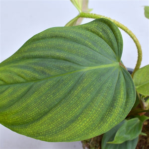 Philodendron Fuzzy