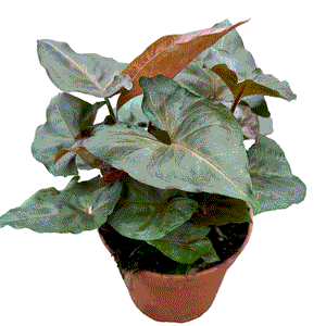 Singonis Syngonium Podophylum Brocante – Gipsygarden