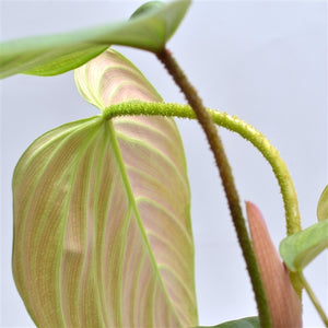 Philodendron Fuzzy