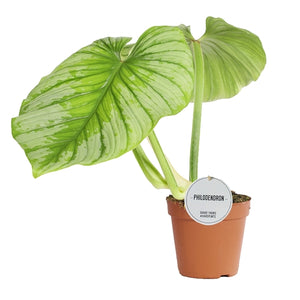 Philodendron Mamei 15Ø 50cm