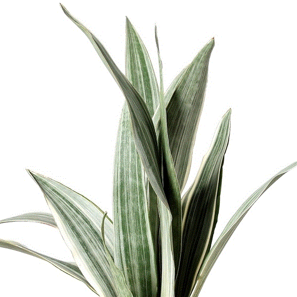 Sansevieria Aubrytniana Metallica