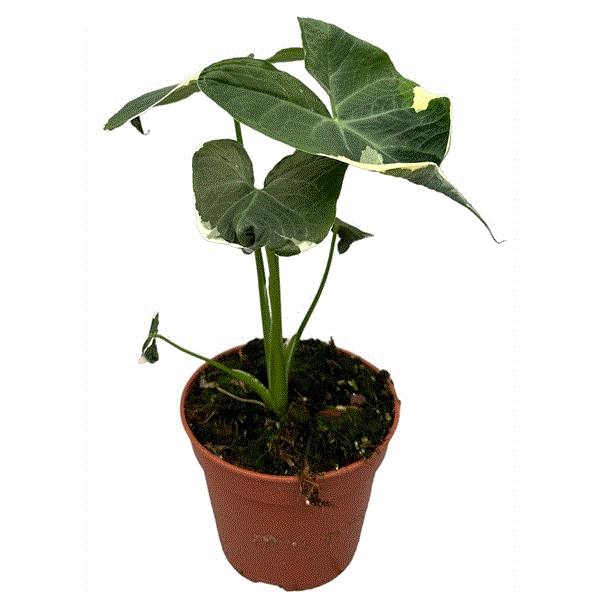 Alocasia Mickey Mouse