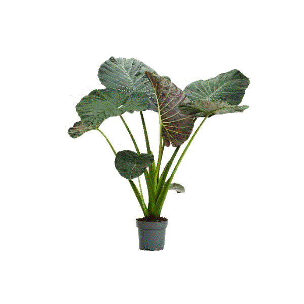 Alocasia Regal Shields