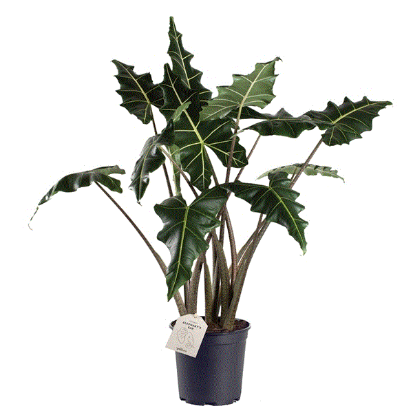 Alocasia Sarian