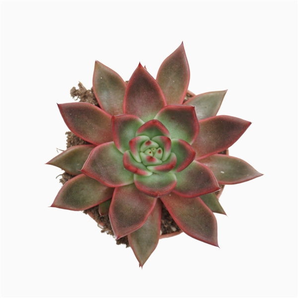 Echeveria Antaris