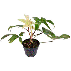 Philodendron Florida Ghost