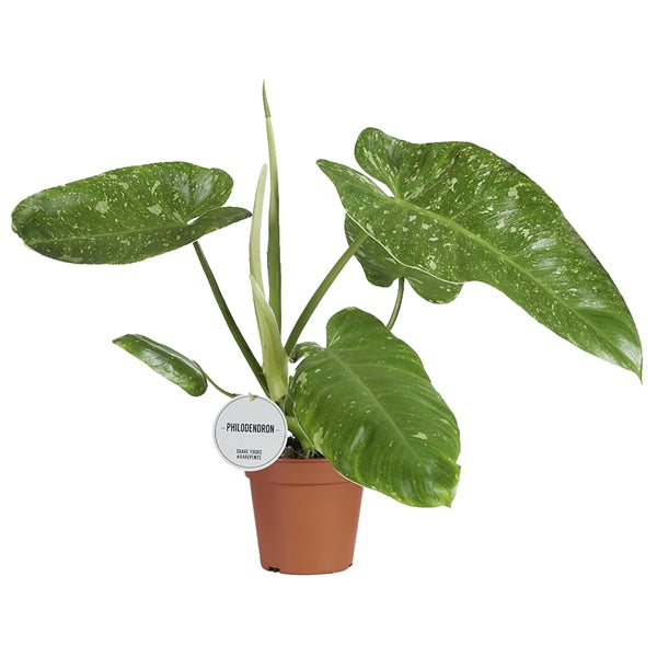 Philodendron Jose Buono 15Ø 45cm