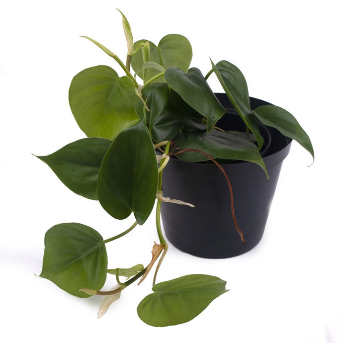 Philodendron scandens