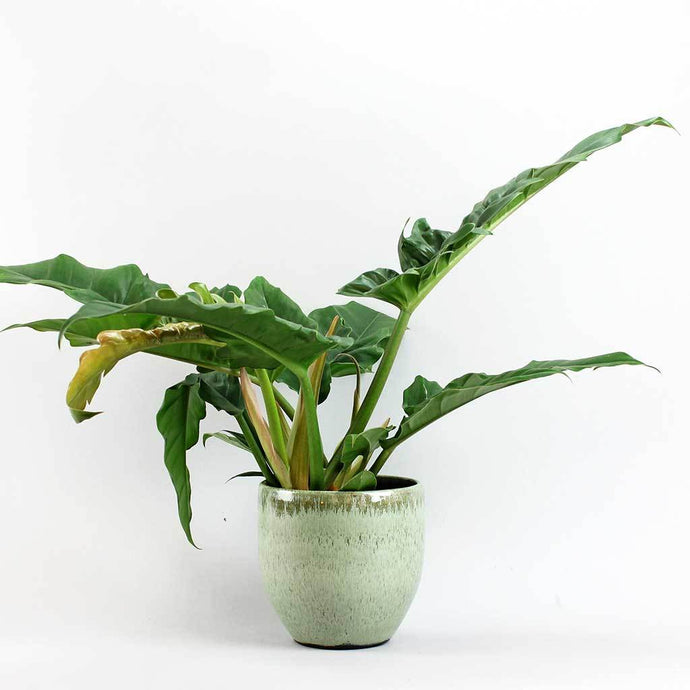 Philodendron Narrow Escape