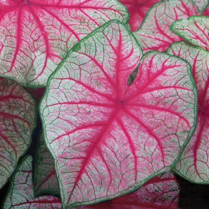 Caladium Rhapsody