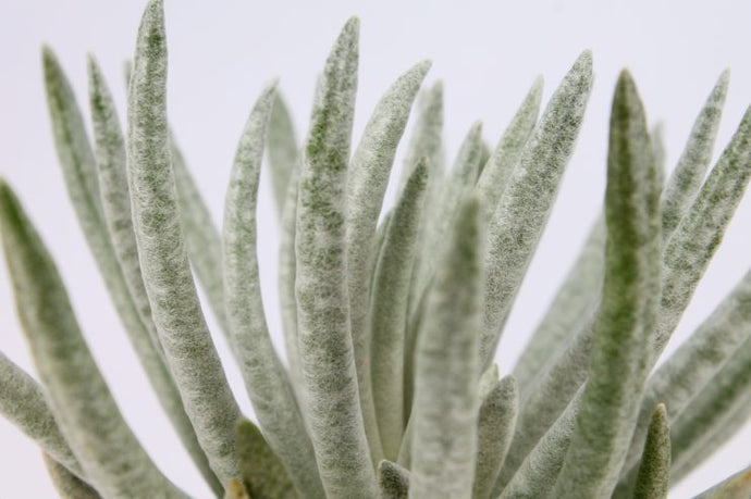 Senecio scaposus