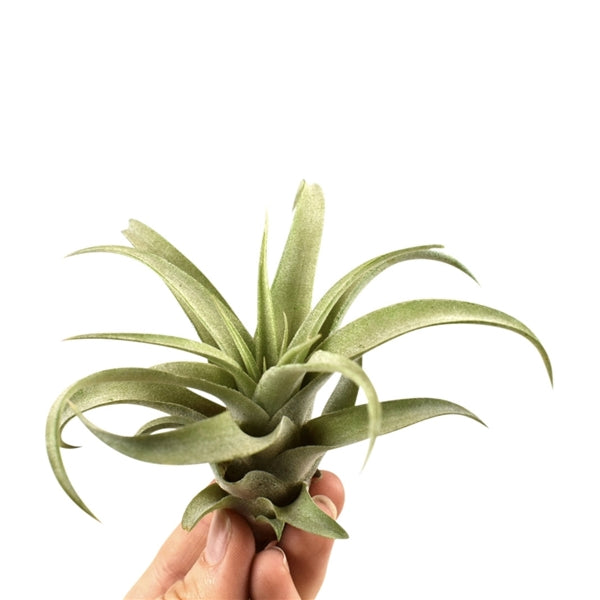 Tillandsia Capitata 8cmx8cm