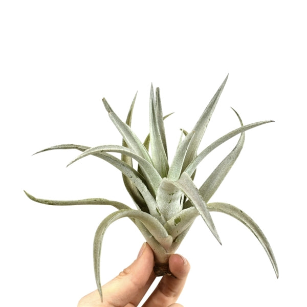 Tillandsia Harissi 10cmx10cm