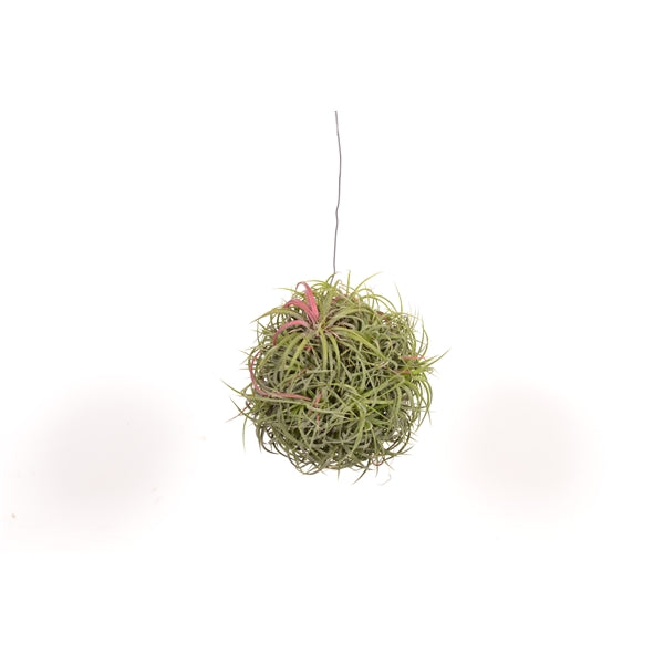 Tillandsia Magic ball 15cmx20cm