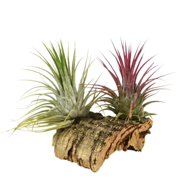 Tillandsia augalų kompozicija