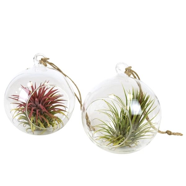 Tillandsia stikliniame inde 1vn.