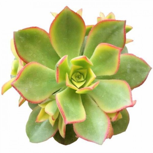 Aeonium Kiwi