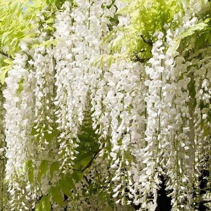 Wisteria floribunda Longissima alba