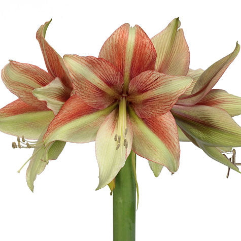 Meilen Hippeastrum Fledermaus