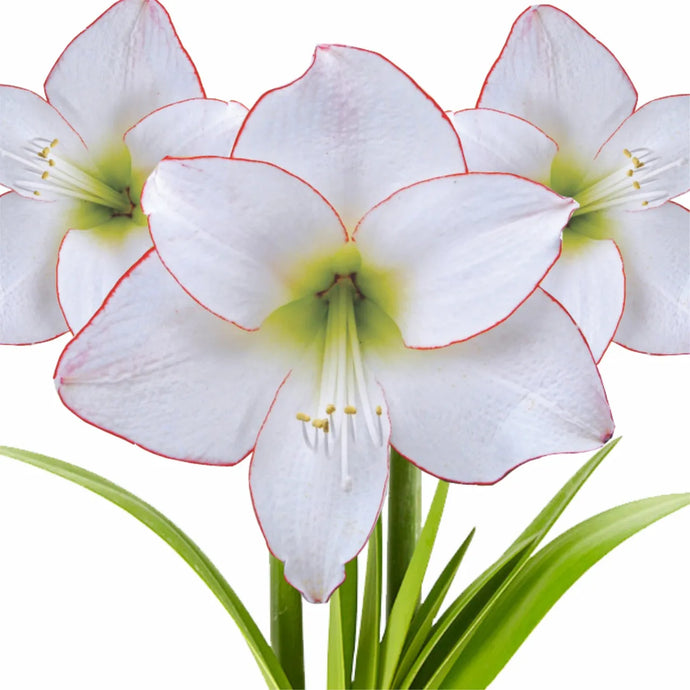 Meilenis Hippeastrum Diamond Picotee