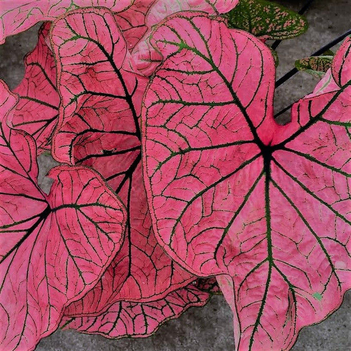 Caladium Spring Fling