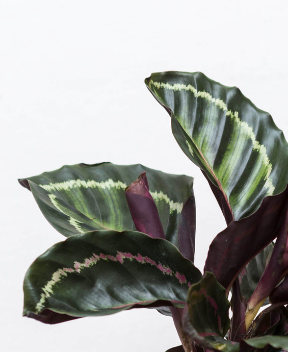 Calathea Medallion Calathea