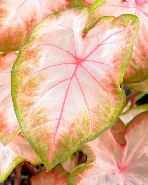 Caladium Kathleen