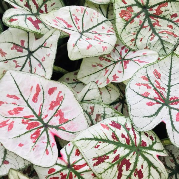 Caladium Strawberry star