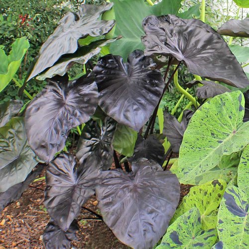 COLOCASIA ESCULENTA (ELEPHANT EAR) 'KONA COFFEE'