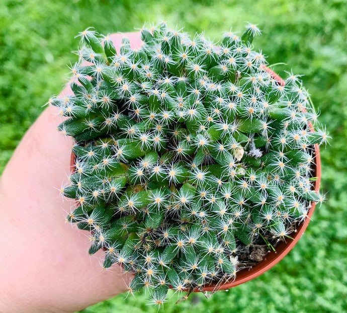 Trichodiadema densum