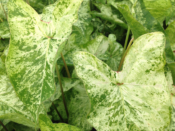 Caladium Frog in a Blender