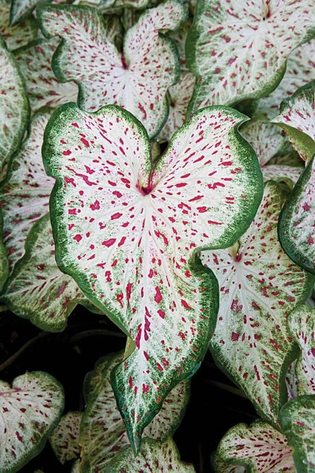 Caladium Gingerland