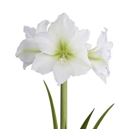 Mylenis Hippeastrum Denver