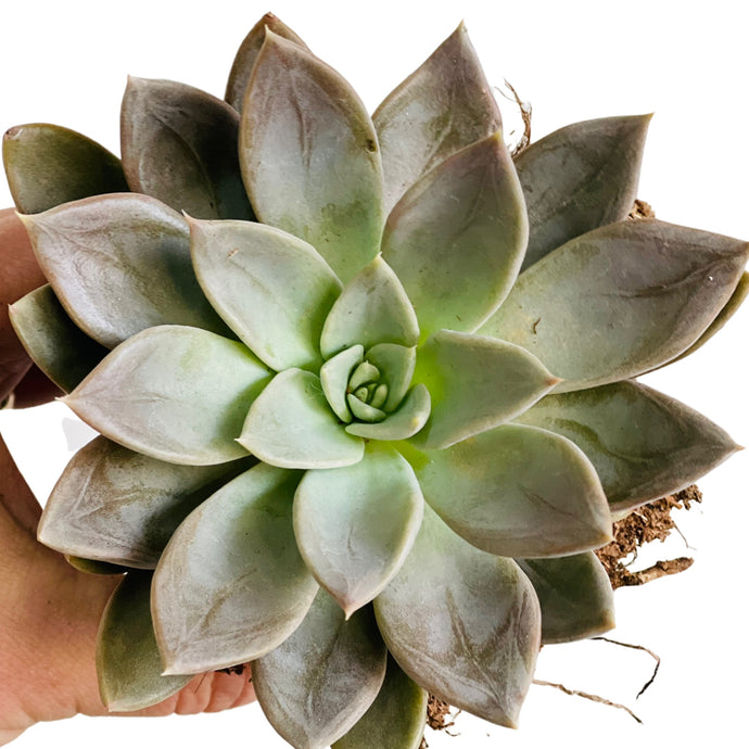 Echeveria Rob Roy