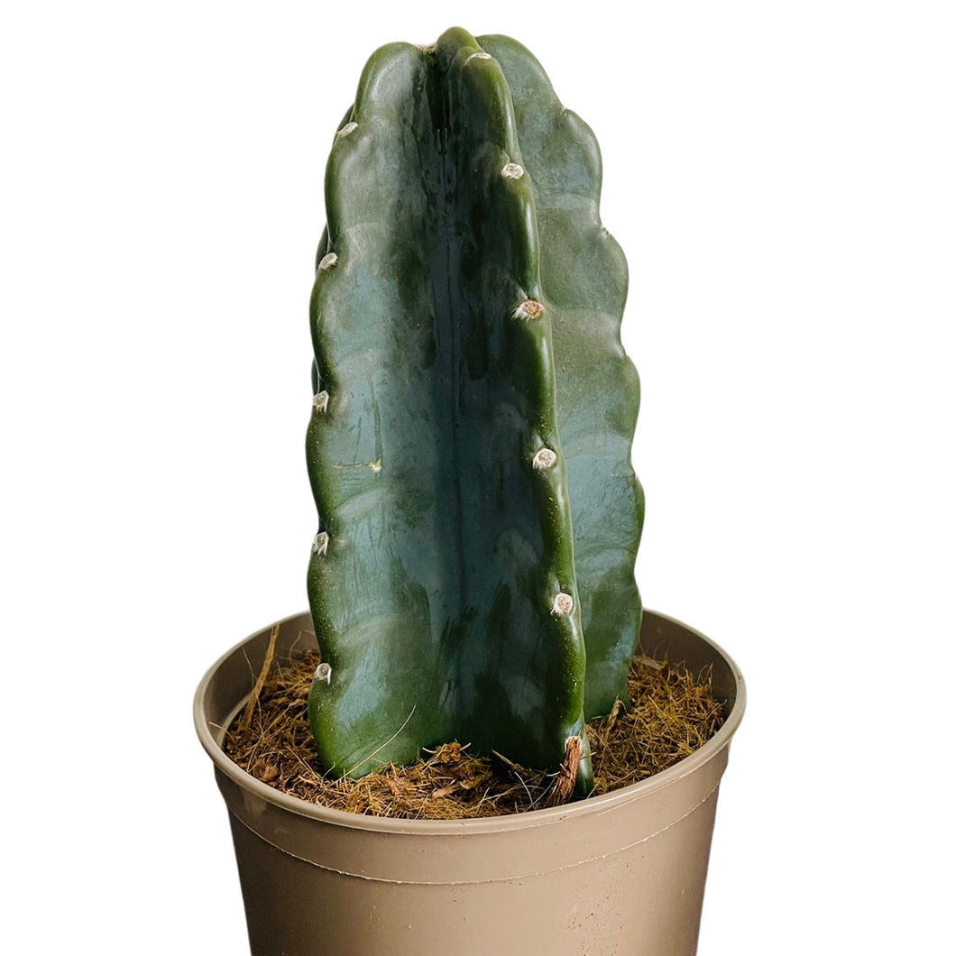 Cereus Jamacaru Cudly Cactus