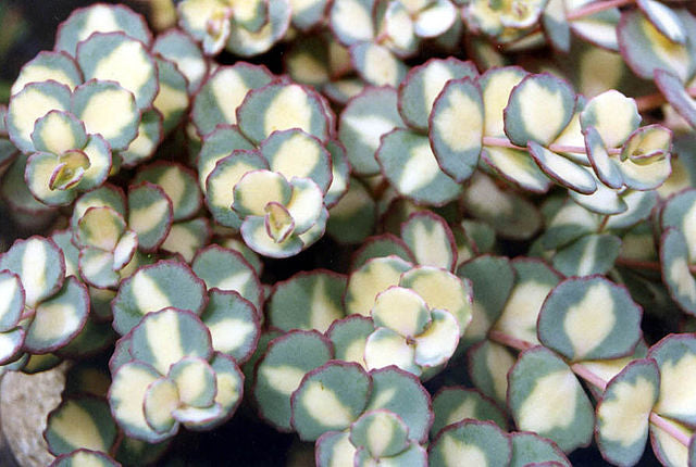 Sedum sieboldii mediovariagatum Shylock