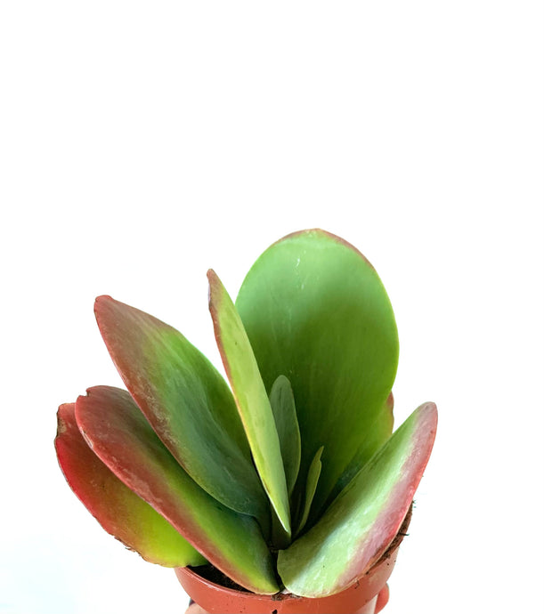 Kalanchoe Thyrsiflora Red lips